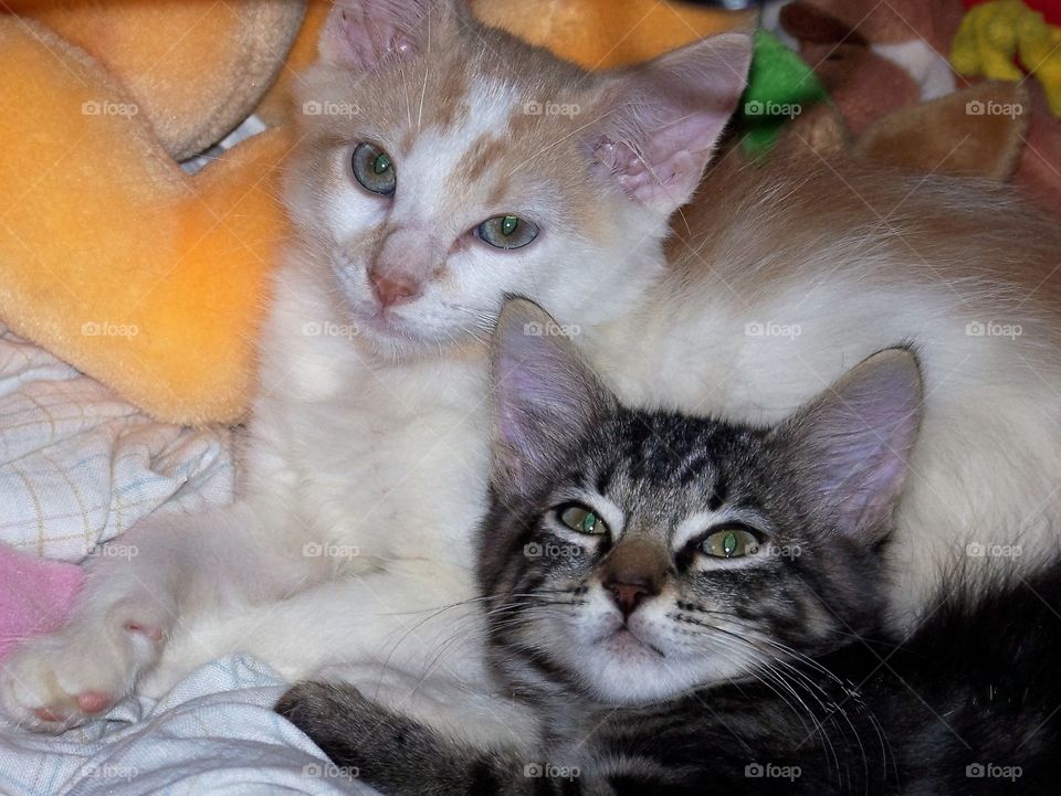 Cuddling kittens 
