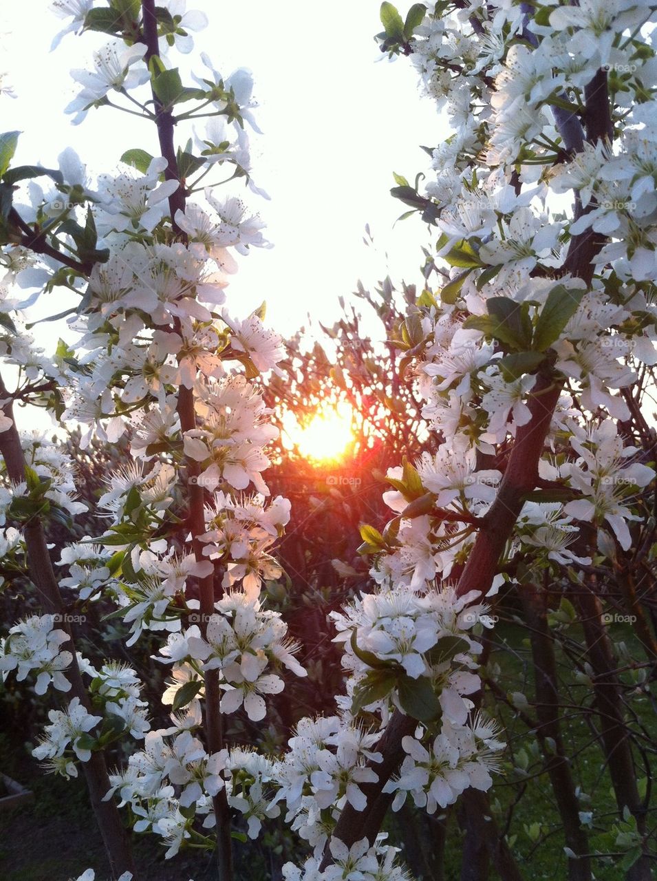 Spring sunset