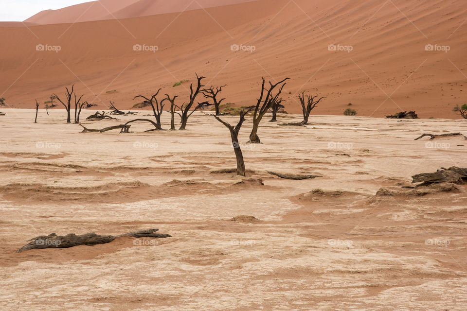 Deadvlei in Namibia 