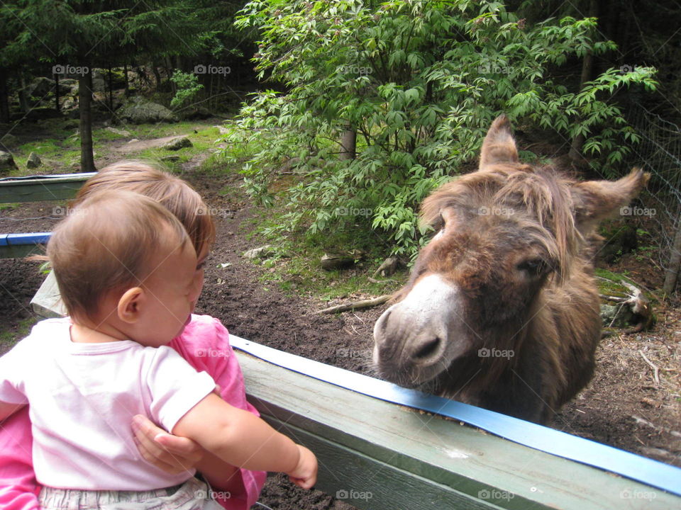 Animals are sentient, intelligent, perceptive, funny and entertaining. We owe them a duty of care as we do to children. ~ Michael Morpurgo