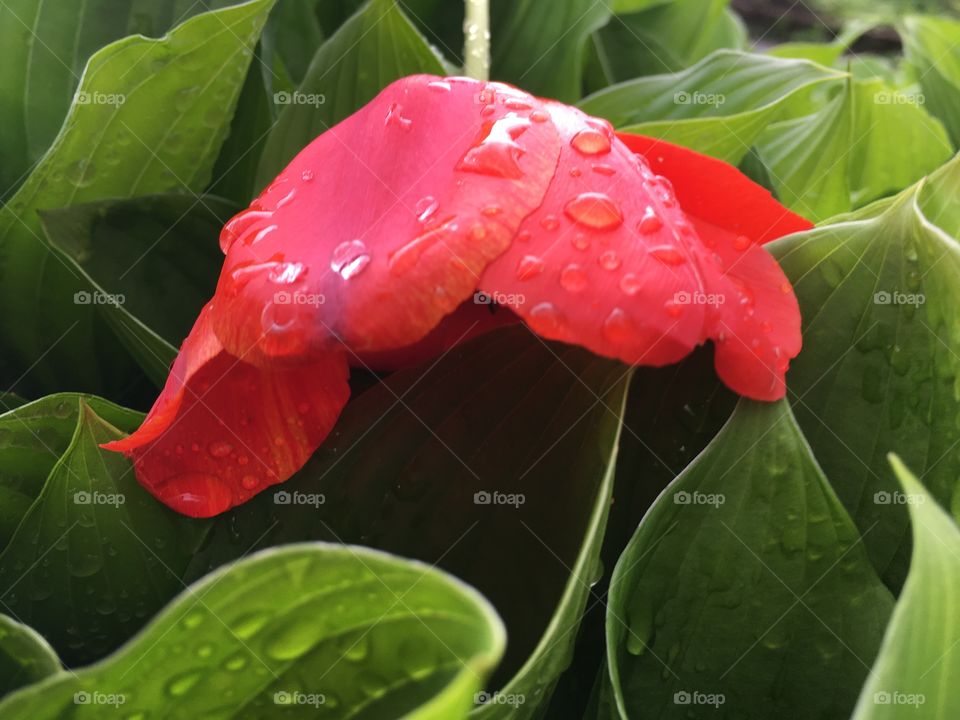 Rain flower