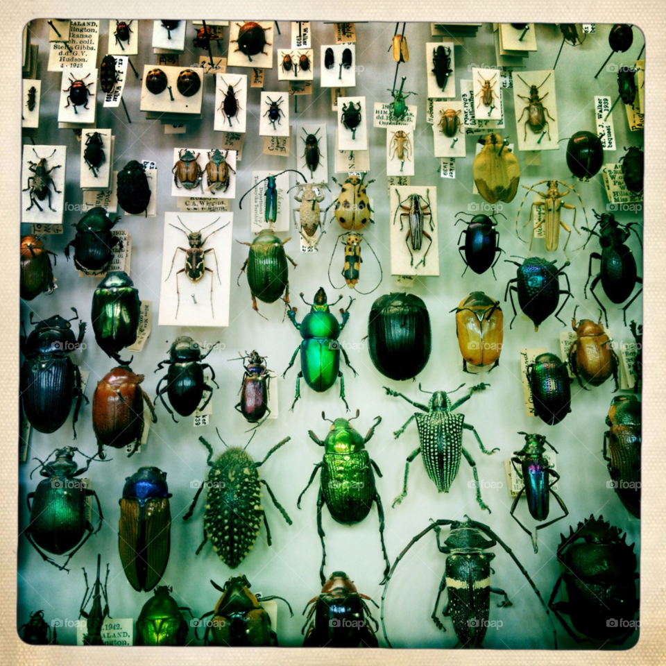 an inordinate fondness for beetles oxford natural history museum oxford by entraphy