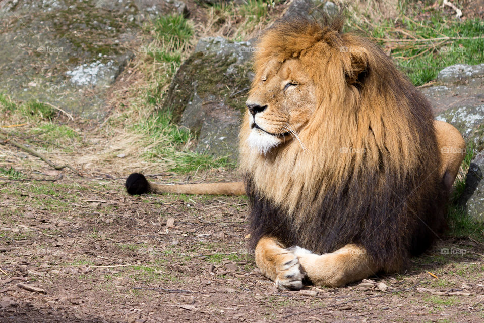 Beautiful happy lion lying down and enjoying the sun 