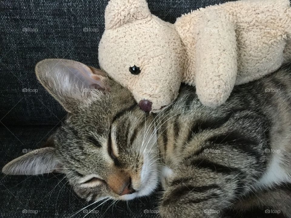 One of our three cats Leo cuddling a Mr Teddy. 
Leohad a rough start living outdoors and not being cared for. We have adopted all cats and they are adorable both to people and to each other. 😻😻😻😻😻