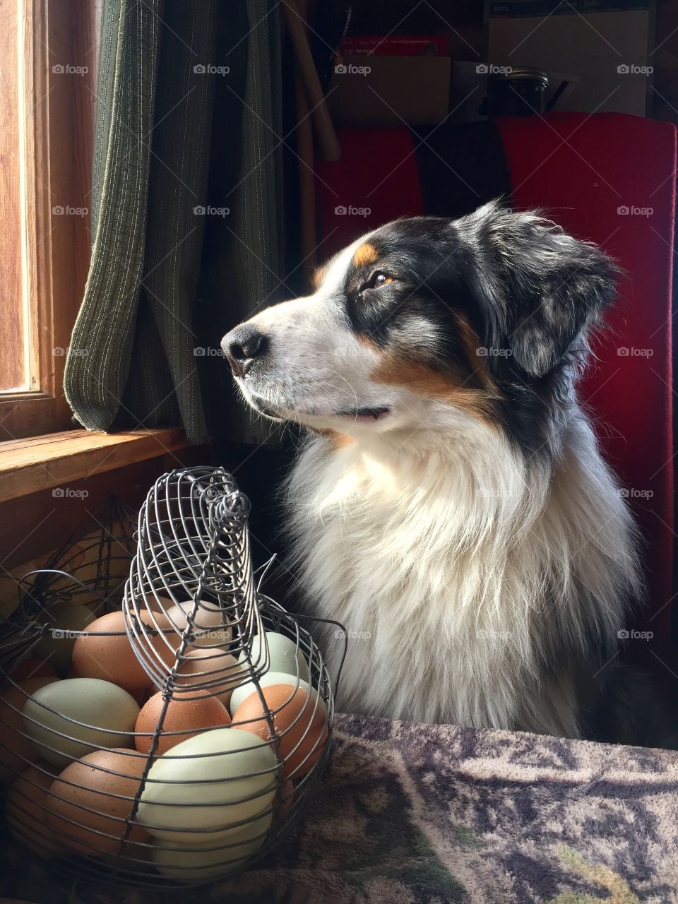 Rainy dog days staring out the cabin window over the wire egg basket. Australian Shepherd still watches his flock. 