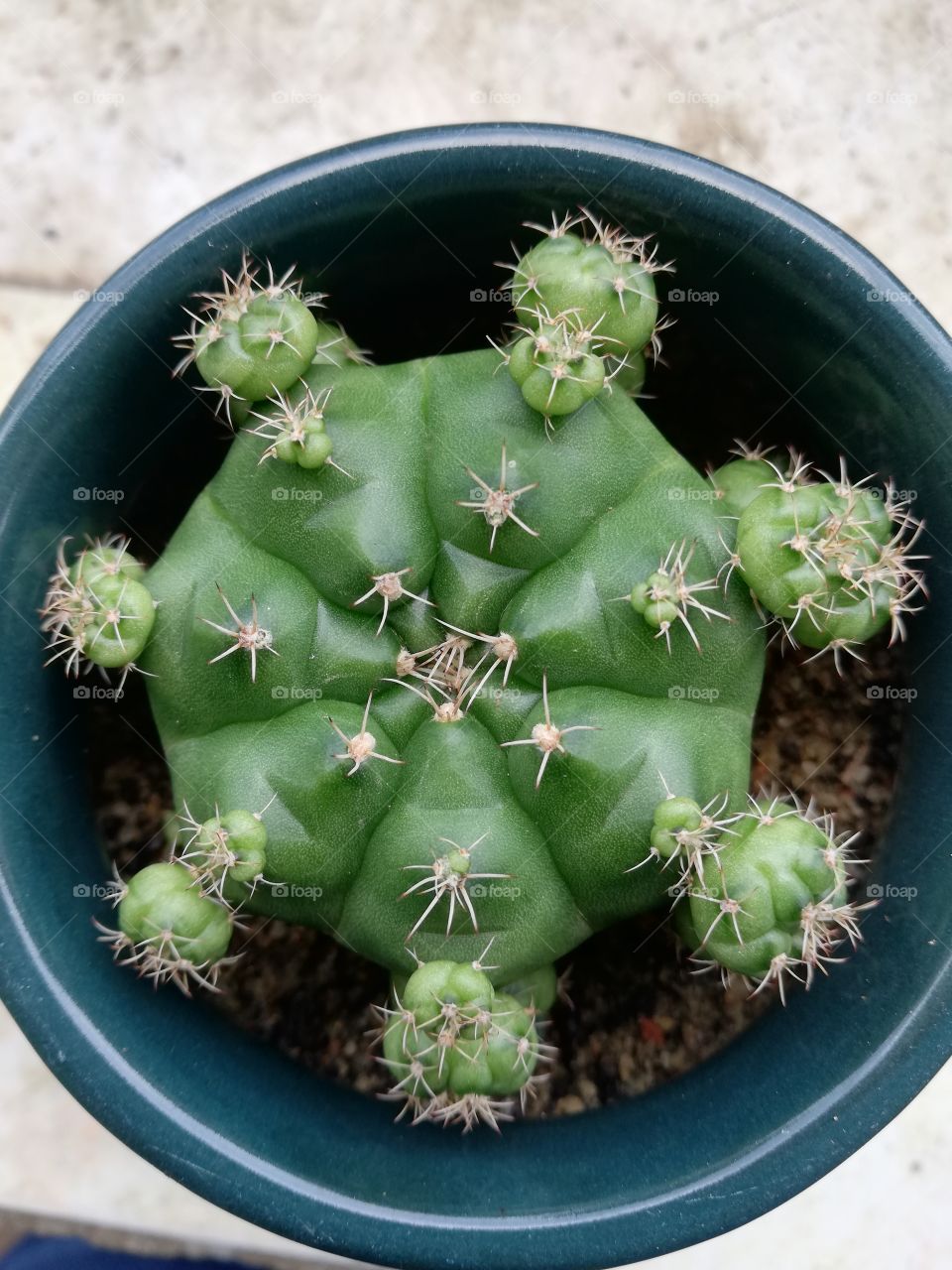 Round cacti grown in a round bowl. New borns emerged around mother cacti.