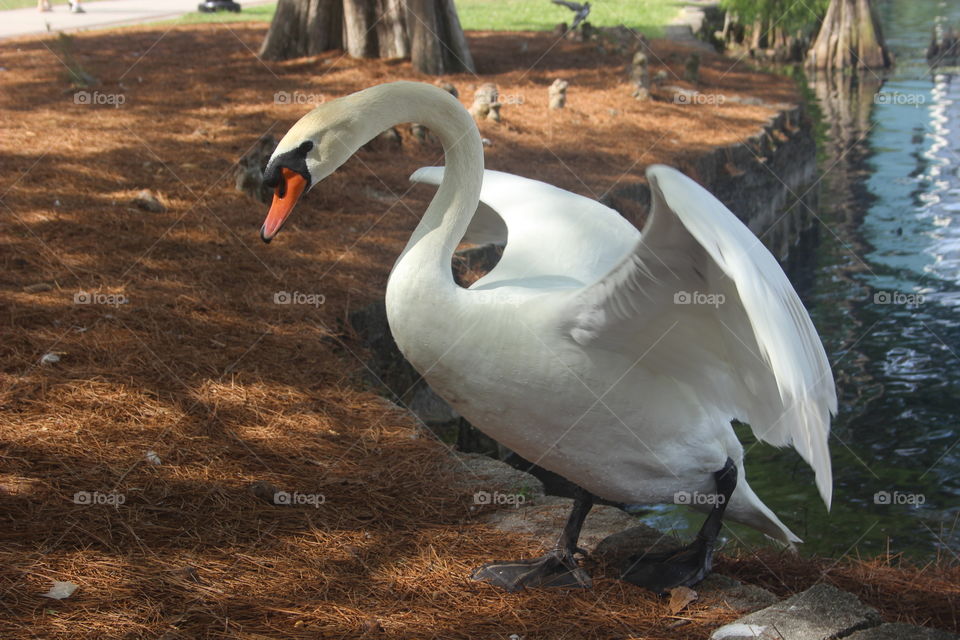 Swan at lake Eola 