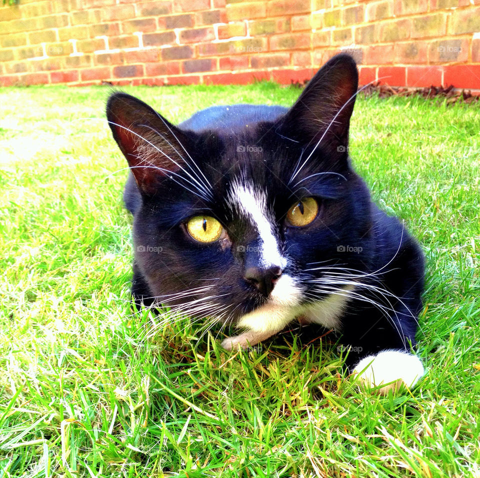 CAT IN GRASS