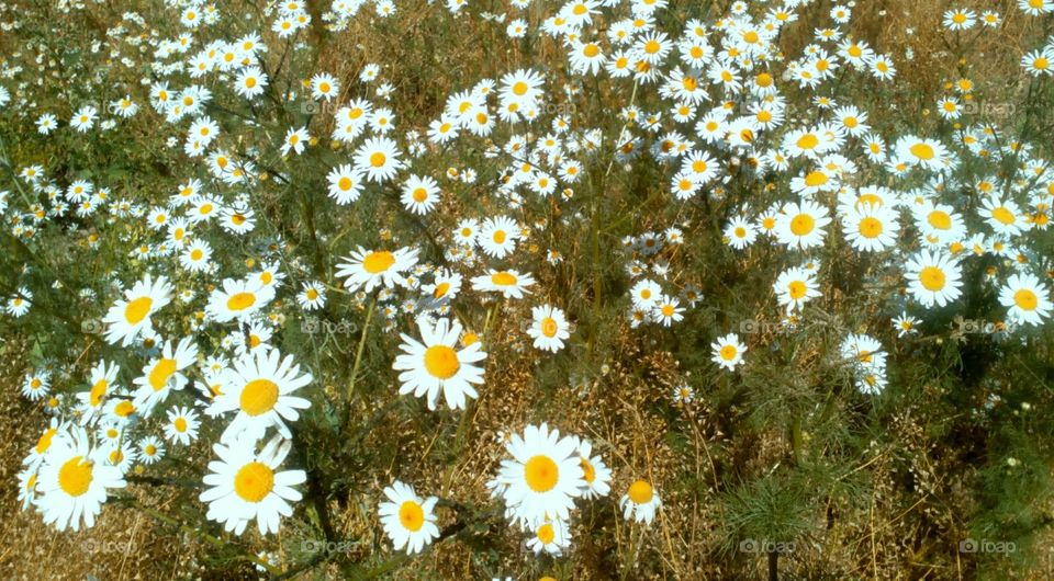 Flower, Nature, Flora, Field, Hayfield