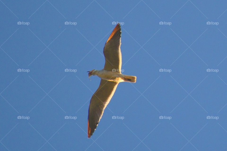 Seagull 2