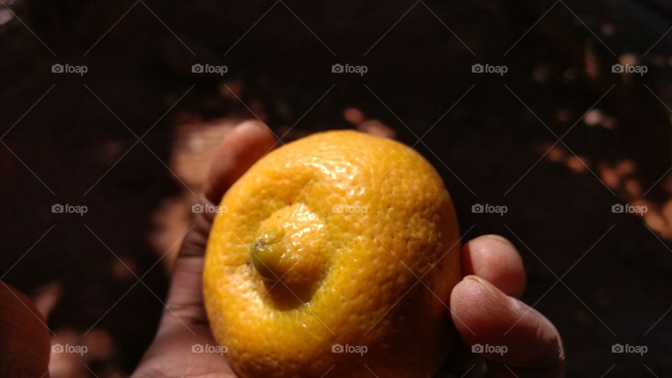Close-up of person hand holding citrus fruit