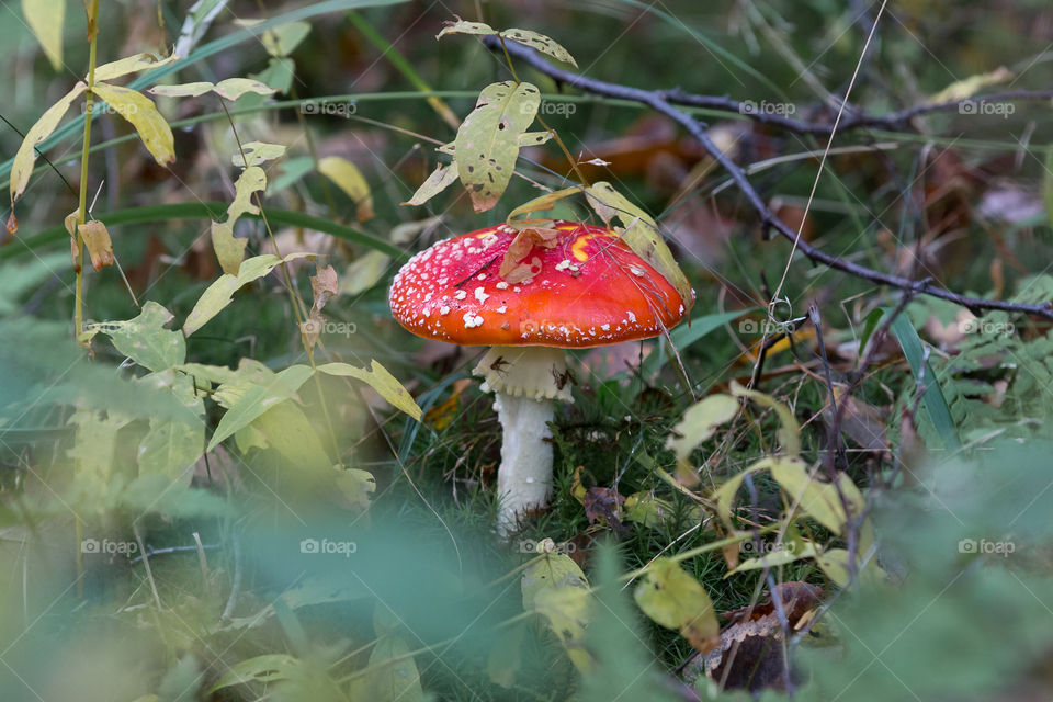 Beautiful toadstool mushroom in the wood, fall, autumn , höst röd flugsvamp skog 