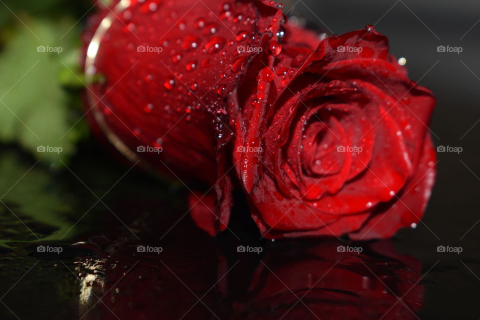 wet rose