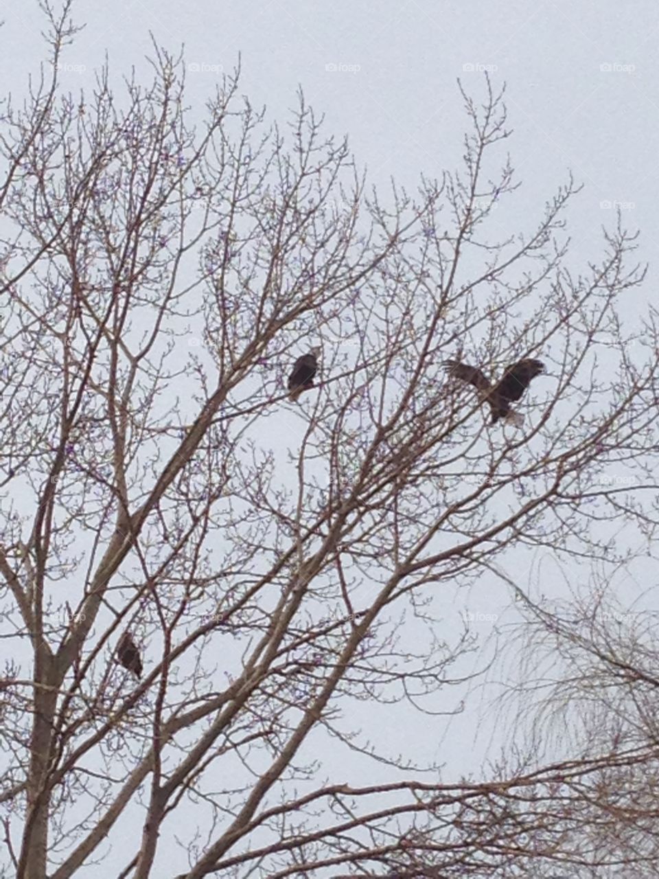 Eagles in a tree, Ladner, BC, Canada.