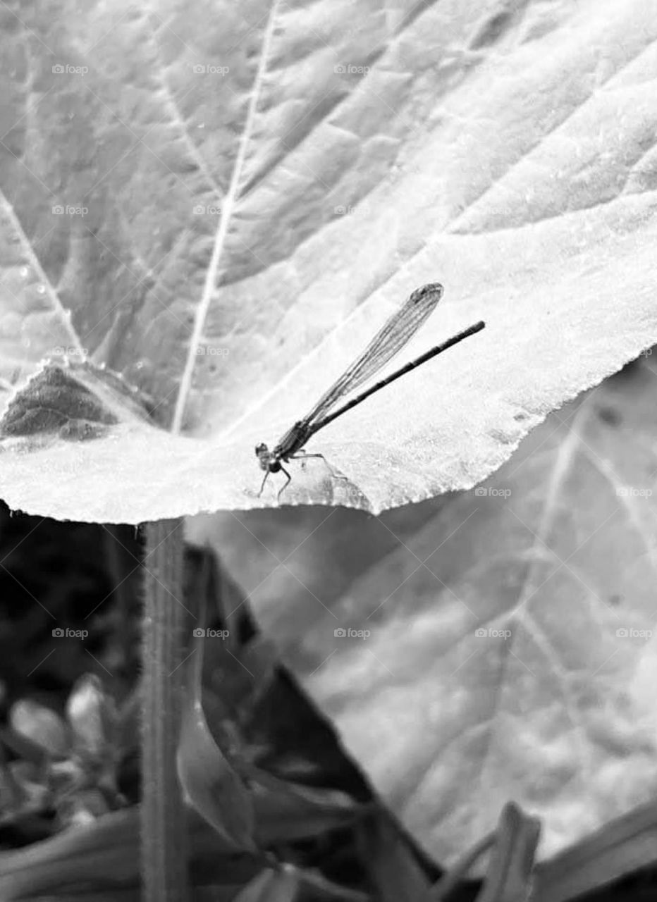 Dragonfly on a leaf