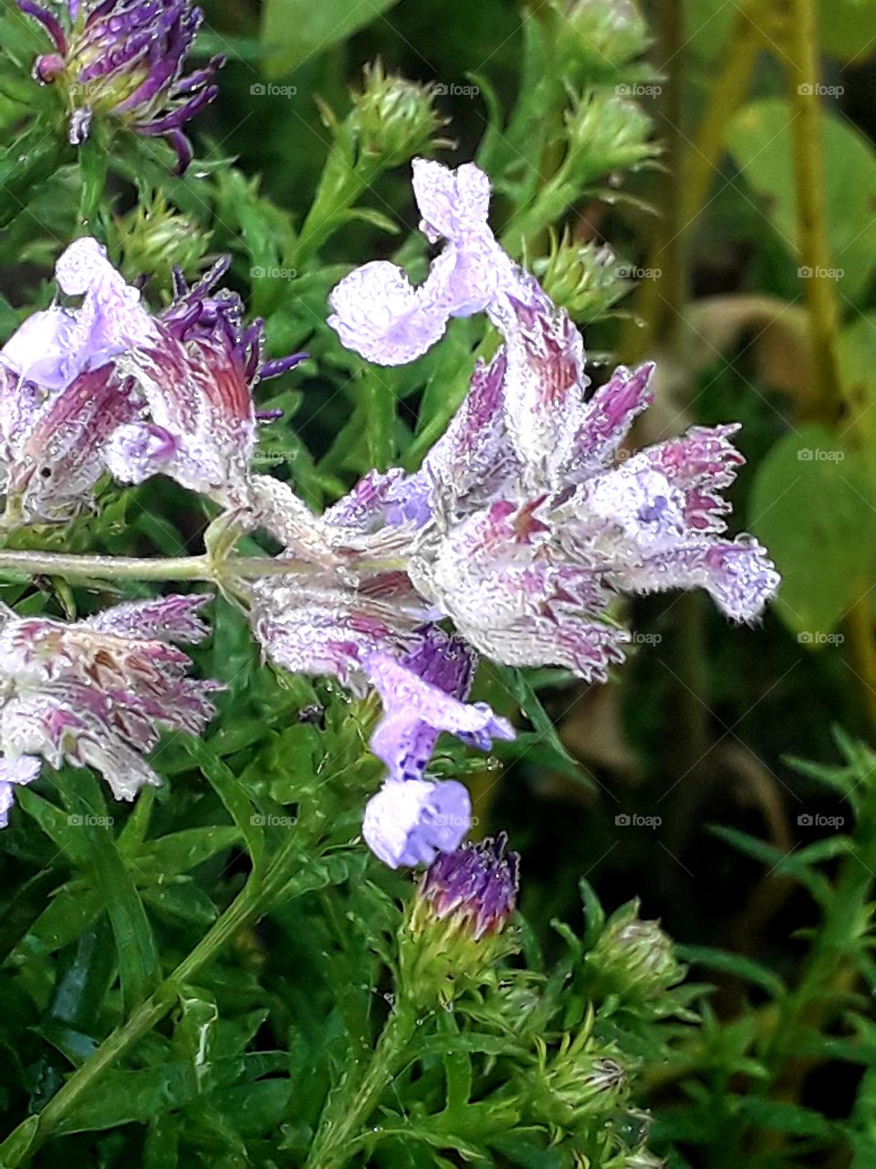 violet catnip flowers covered with dew at sunrise