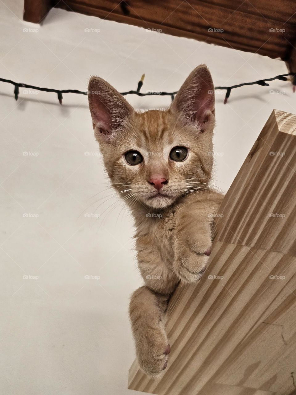 Global cat day, Oct 16, 2023. Our adorable kitten is named Tango. He is an orange cat, rescued and adopted. Playful, feisty, mischievous, and he thinks he is a lion. He is perched on a high shelf.