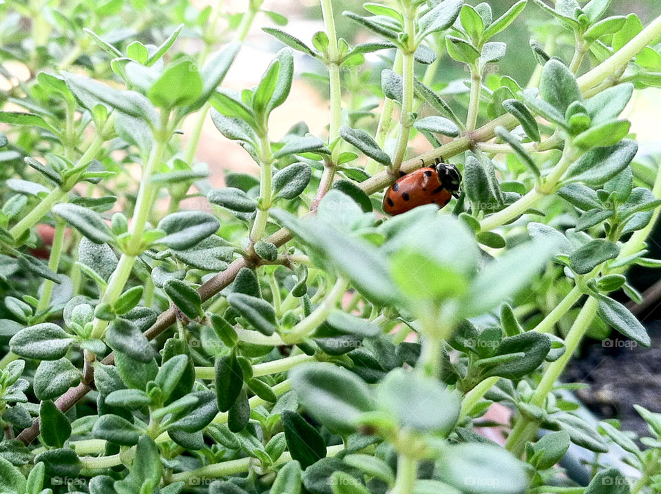 Ladybug on Thyme