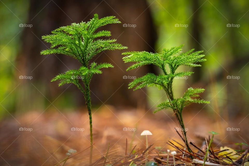 A pair of clubmoss specimens in company of tiny mushrooms in the forest. Raleigh, North Carolina. 