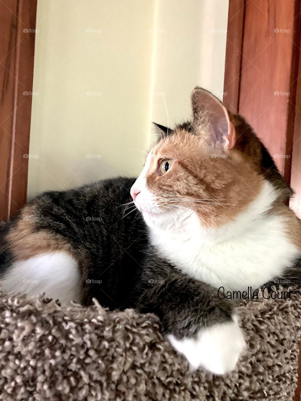 Calico in the cat tree