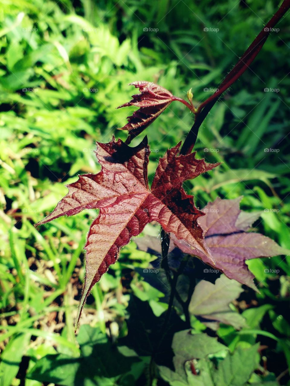 brown leaf