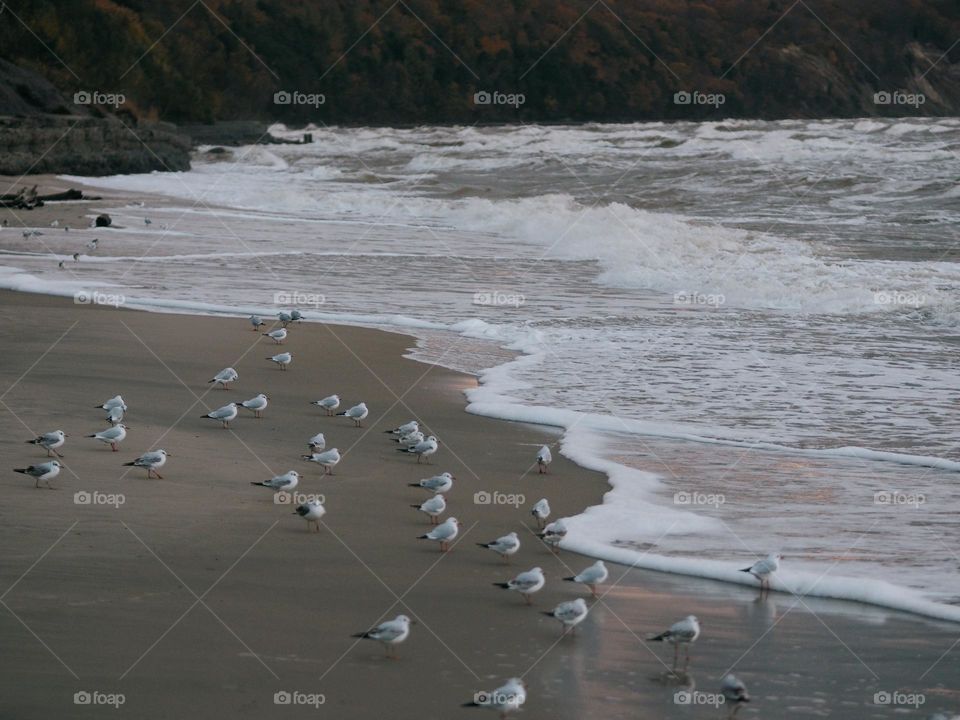 Many seagulls on seaside in autumn day