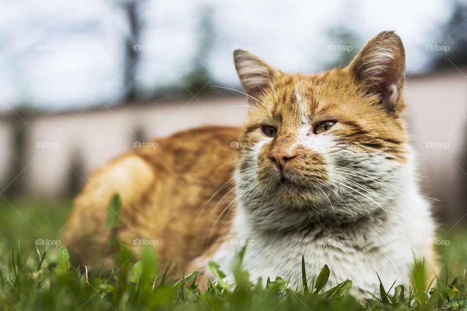 cat watch