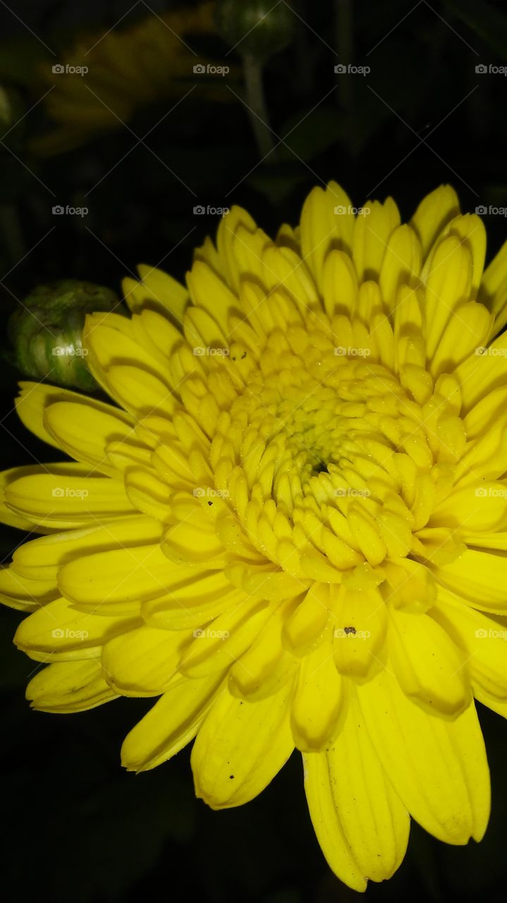 Nature, Flower, Flora, No Person, Color