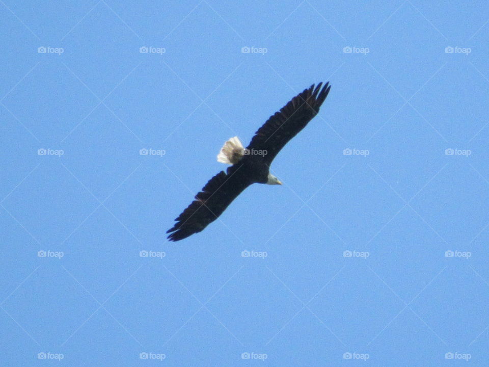 Bald eagle