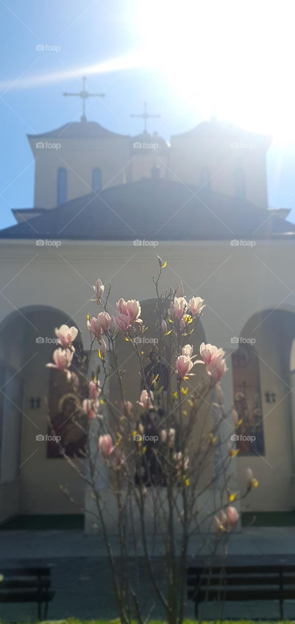 Magnolia in front of the church