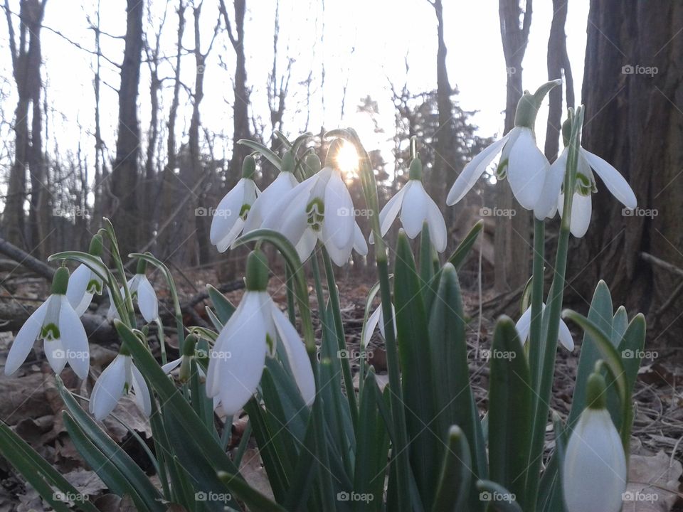 Spring is caming. Snowdrops in the forest. Spring forest. Zielona Góra, Pokand.