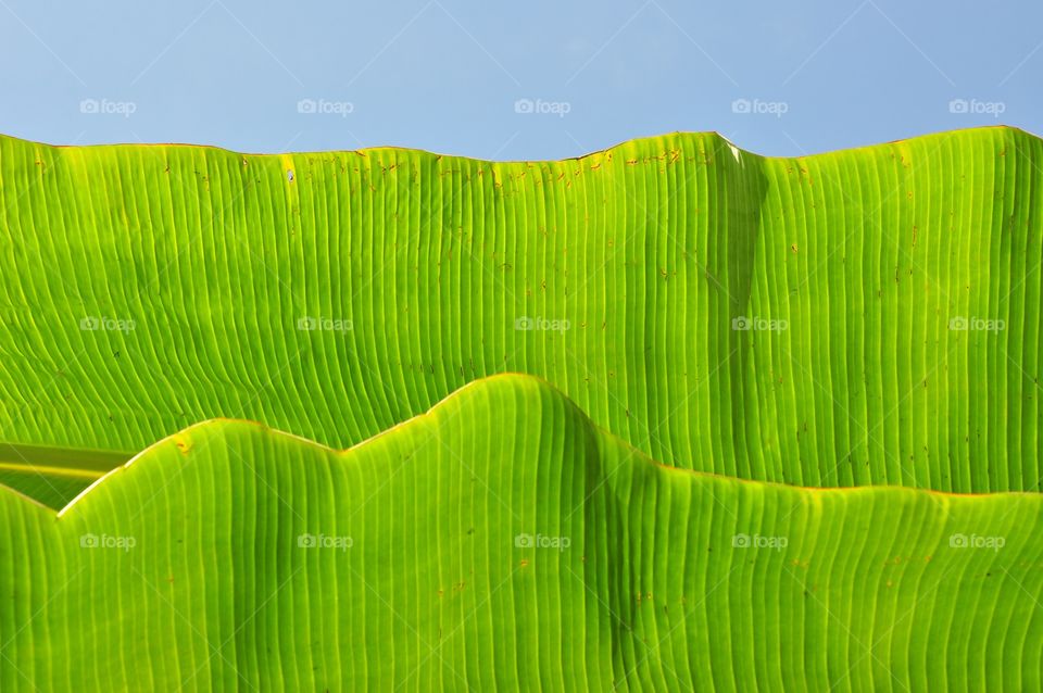 Leaf, No Person, Flora, Desktop, Nature