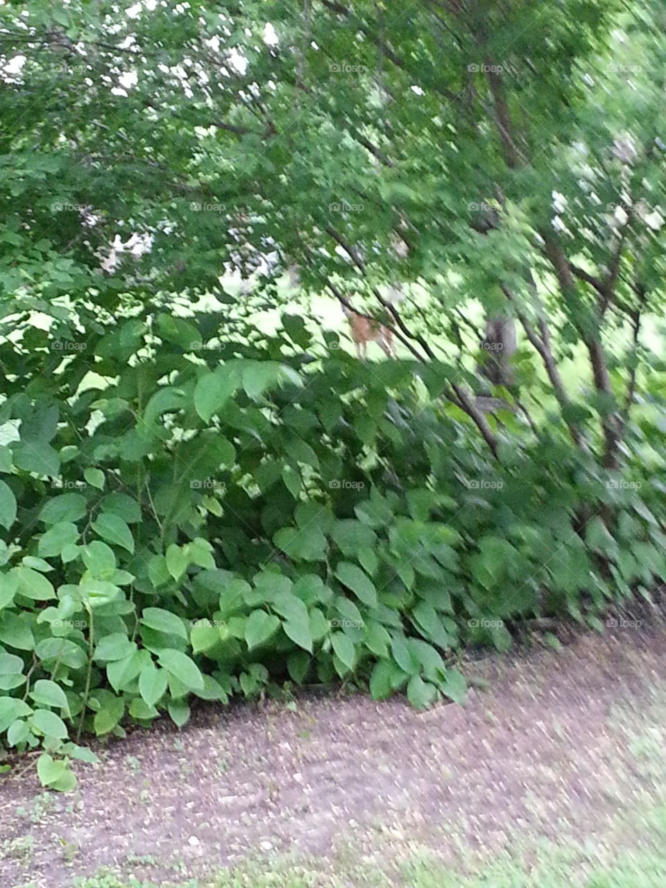 Deer in hiding