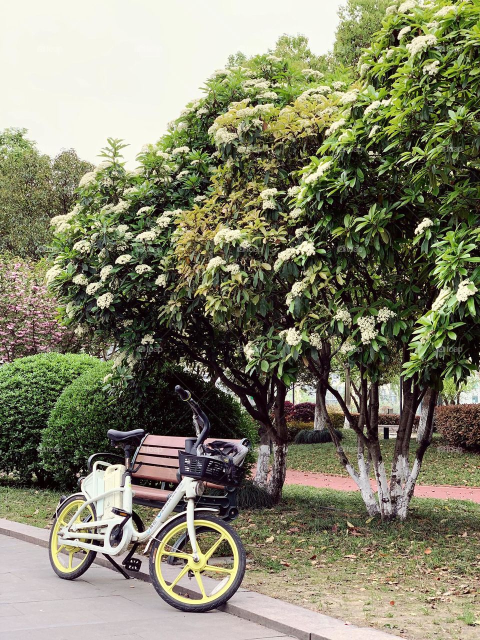 Bicycle in park 