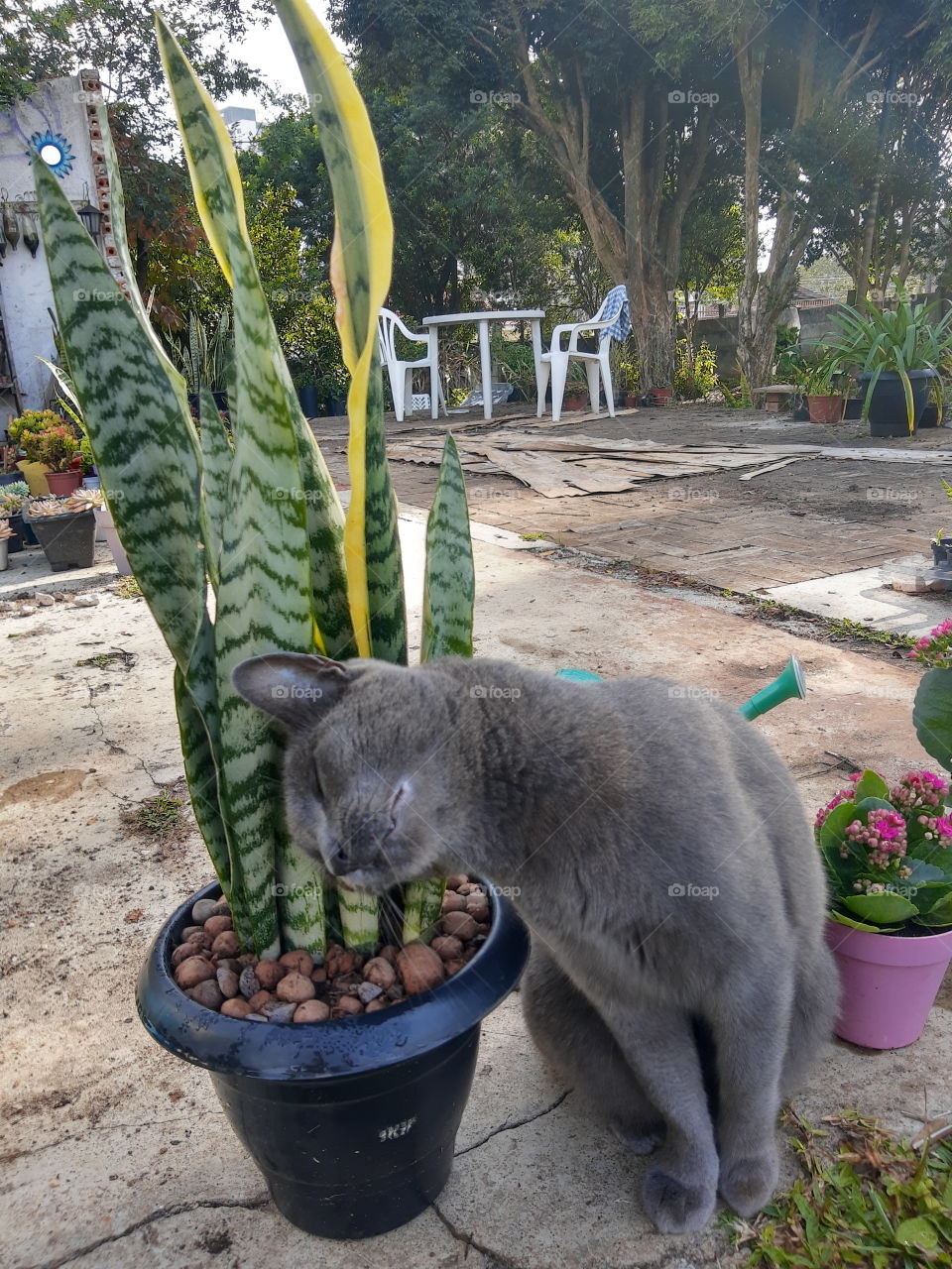cat and snakeplant