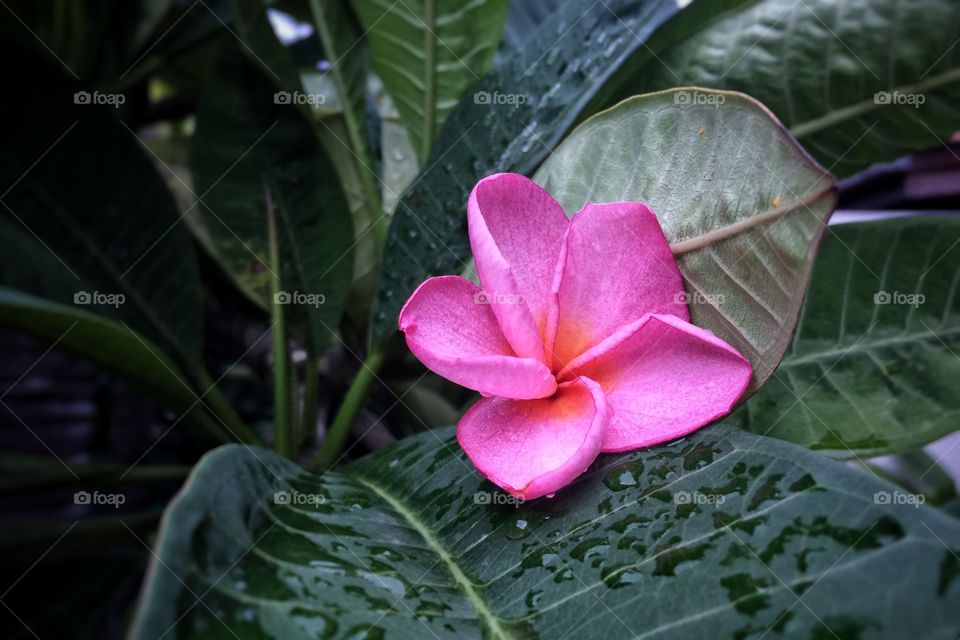 Pink flower and green leaves