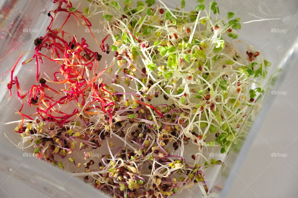 healthy food colorful sprouts in glass rectangular bowl closeup