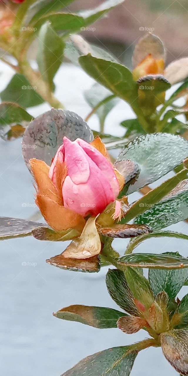 the middle stage of blooming