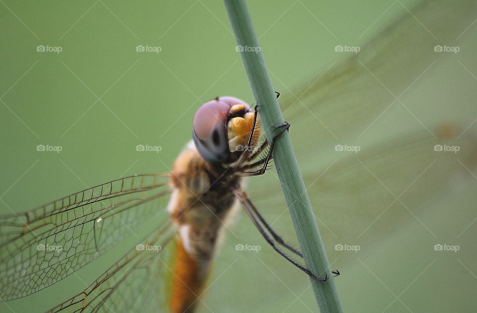 Wandering glider. Eyes compound closing on interest. Yellow of its frons and reach the grass to the side of river for resting , perching on along the day . Beauty yellow female creatured of tropical.