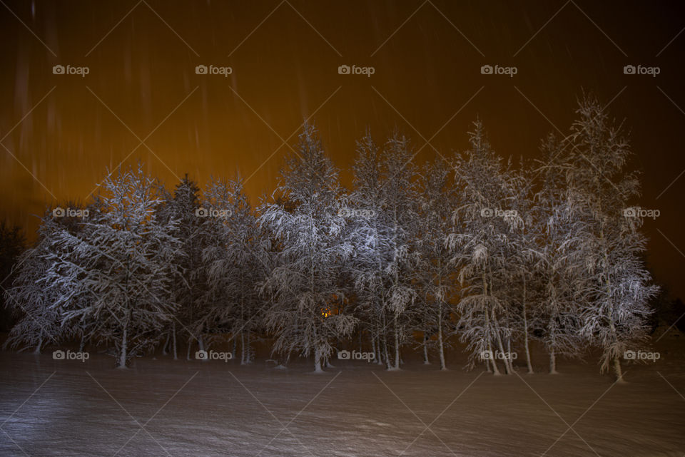 Birches trees snow covered at winter night