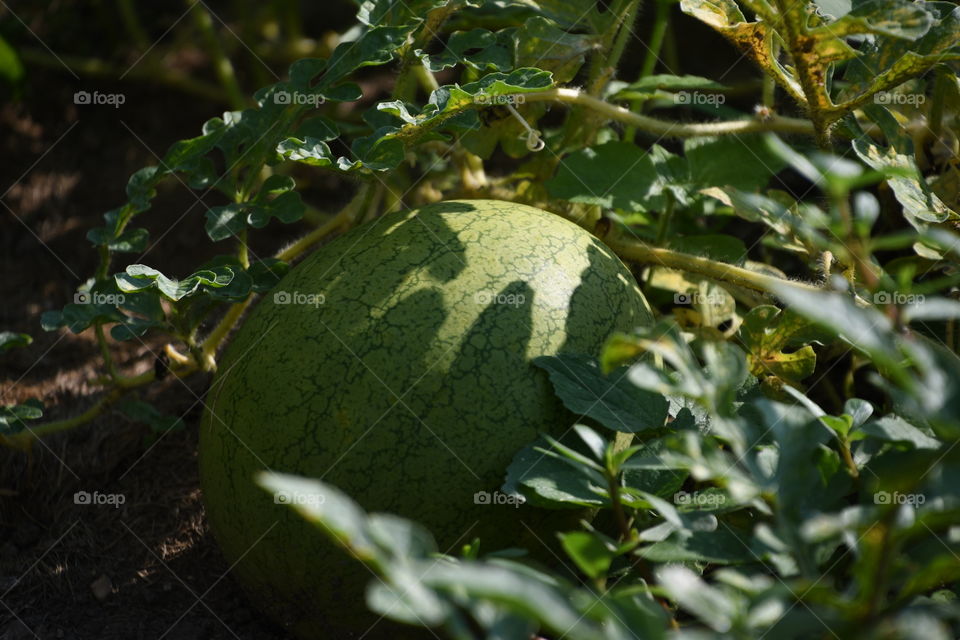 watermelon in garden