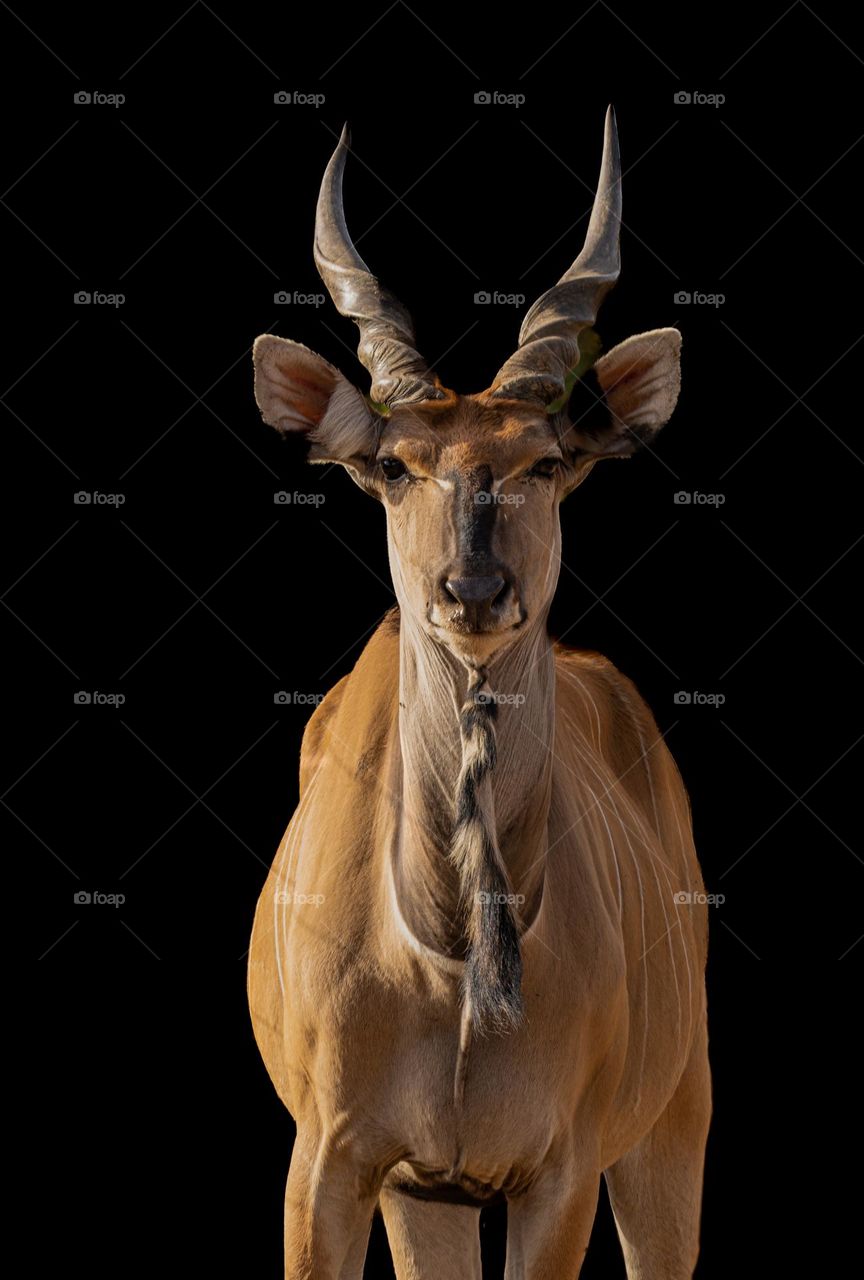 Greater Kudu - Stare Down. Kudus have been known to jump at least 10 feet from a standing position.