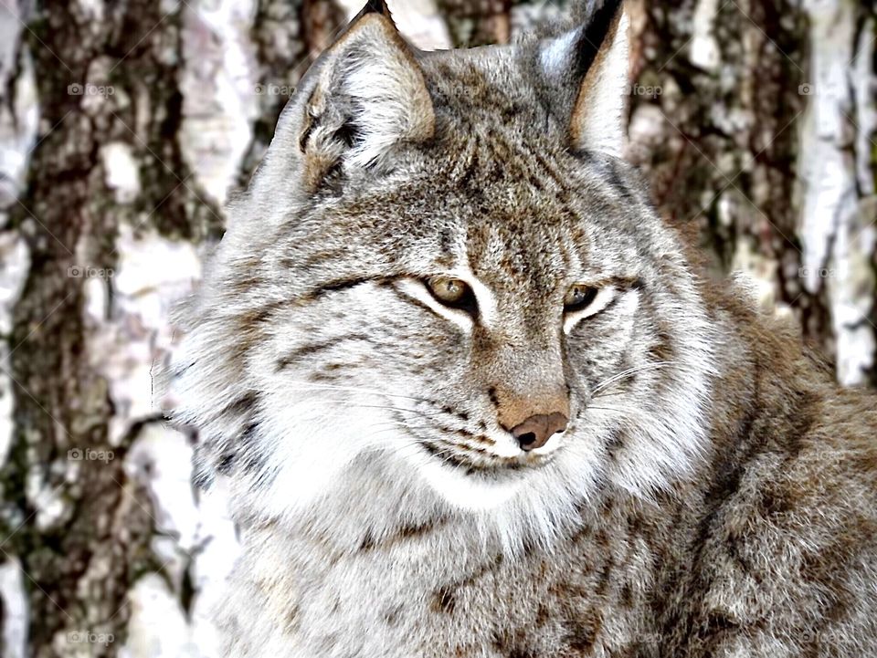 Siberian lynx.