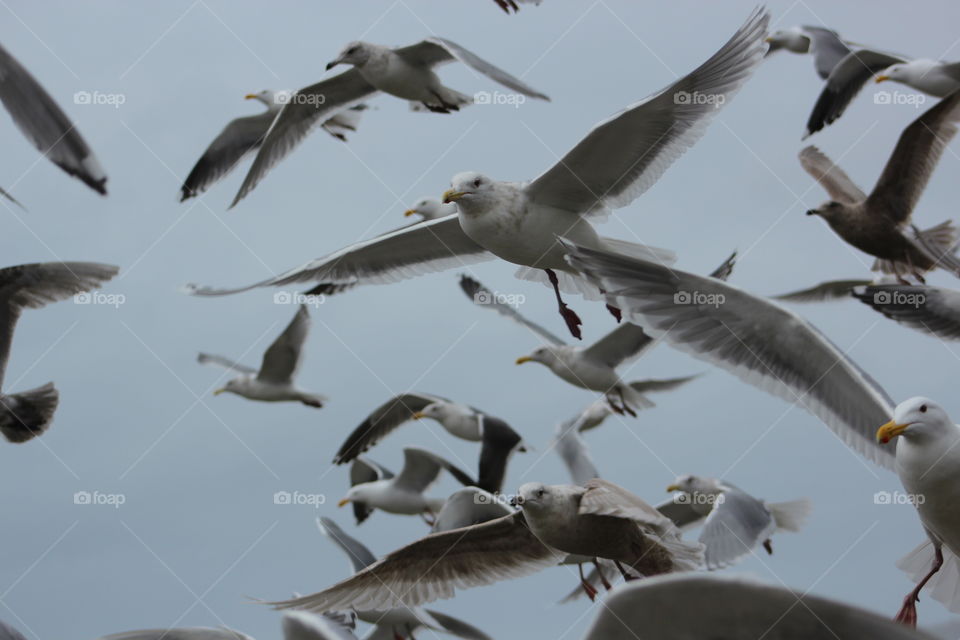 Seagulls in Newport, Oregon. . Birds taking flight. 