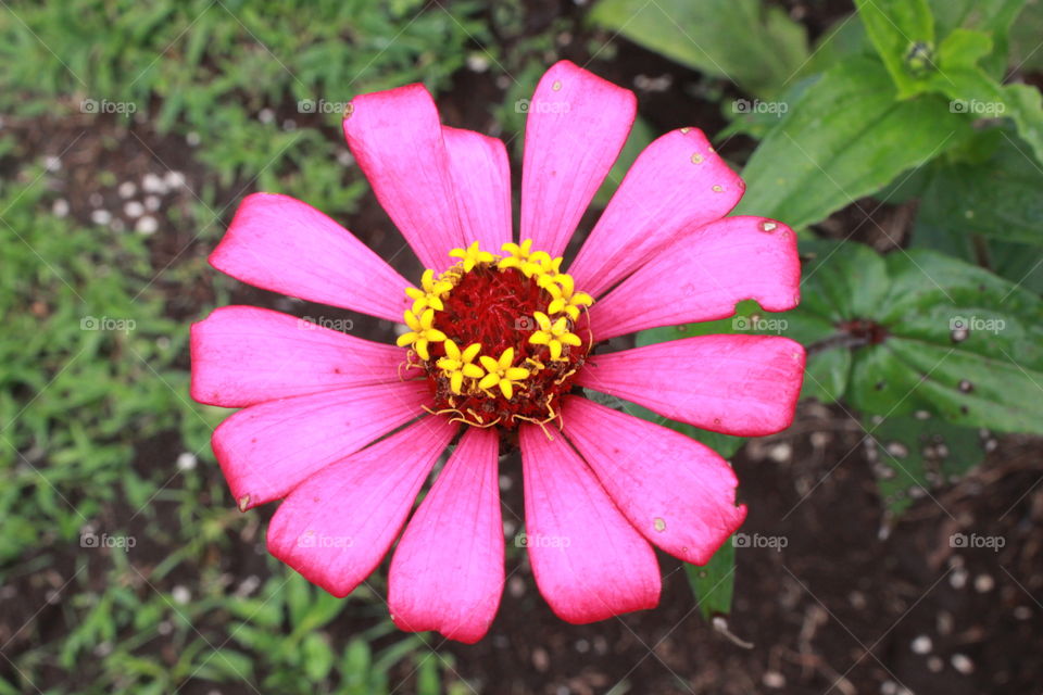 really beautiful detailed macro shot of a flower in Costa Rica