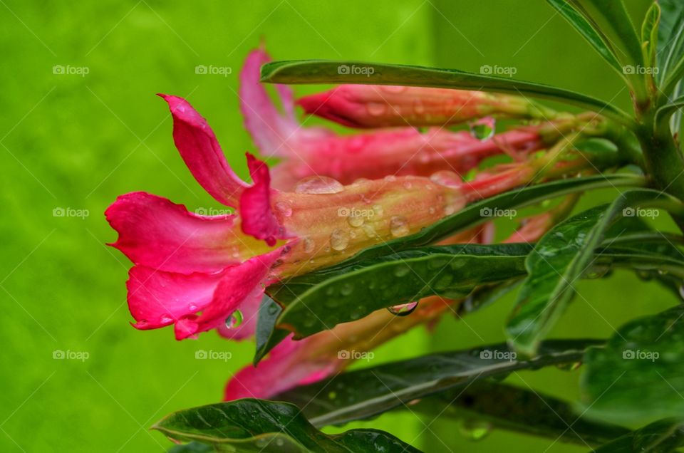 rain water on the flower