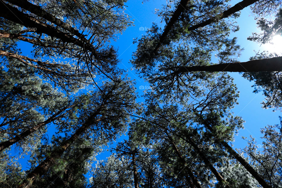 forest of eucalyptus trees