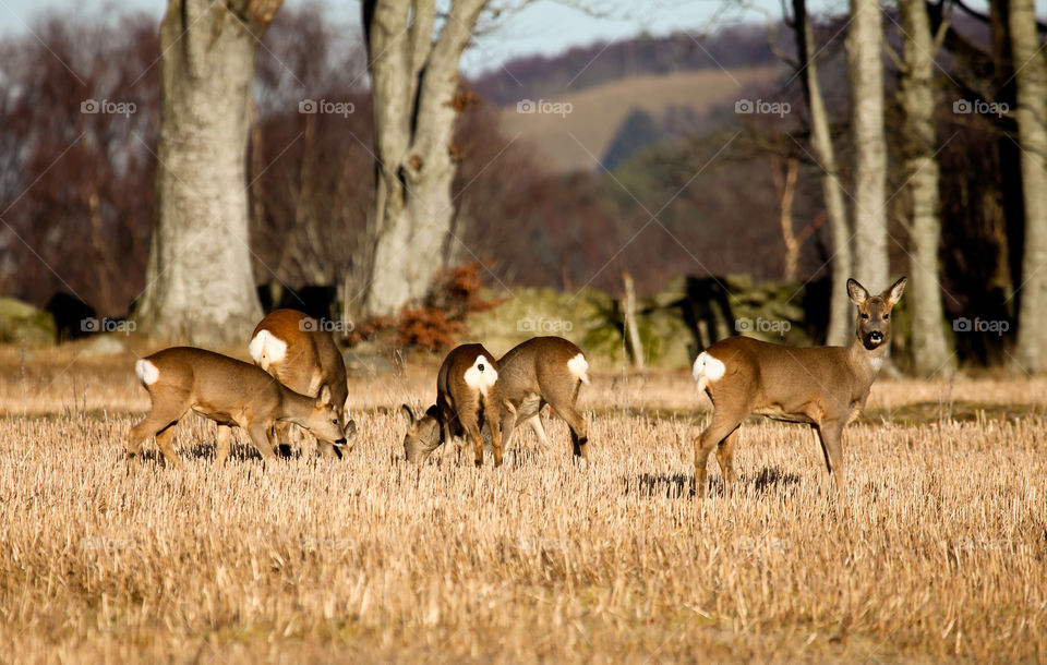 Deers on the grassy land