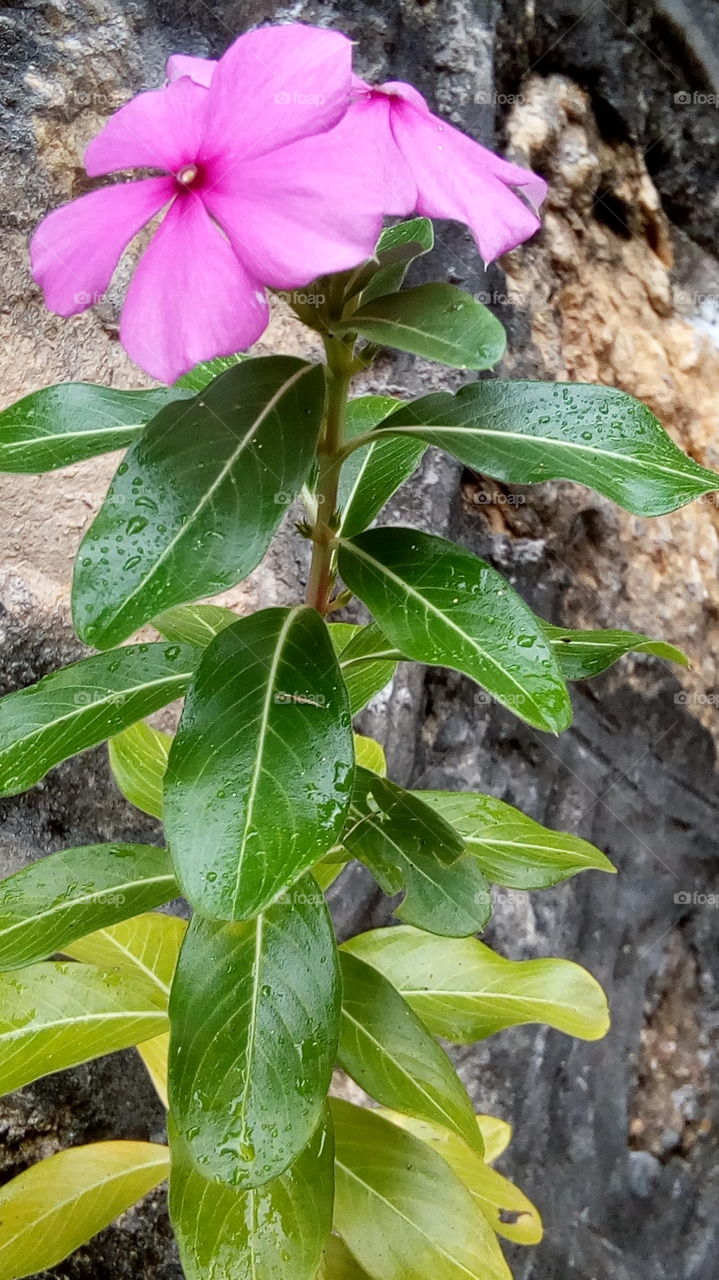 Purple Flower Wet