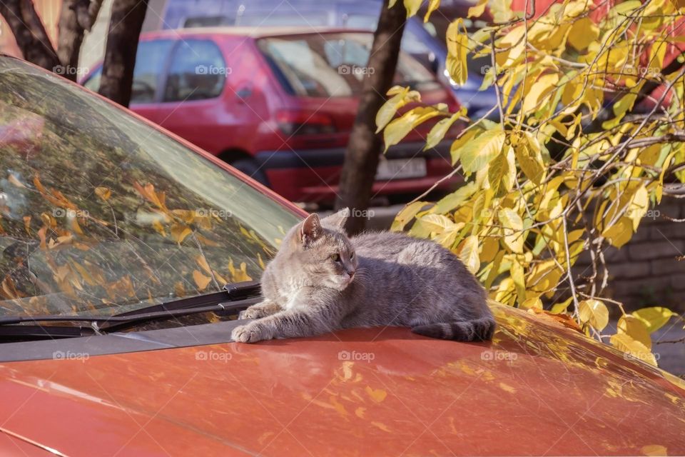 Cat over the red car